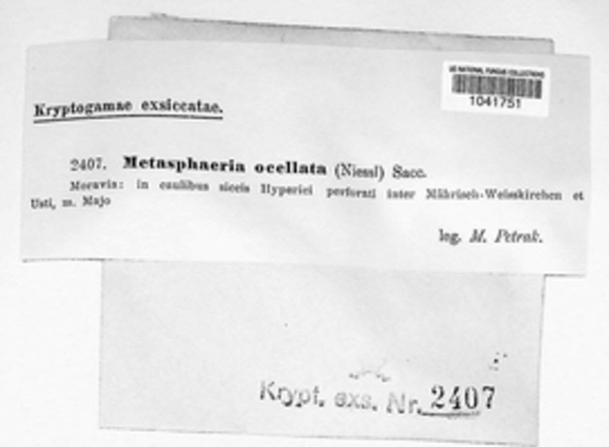 Keissleriella image